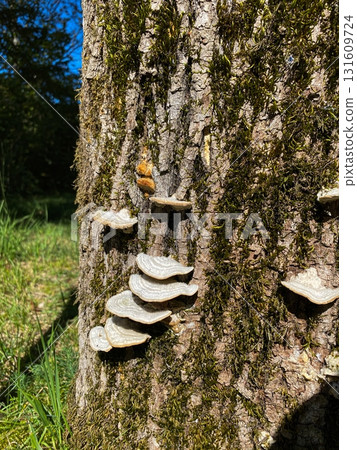 Wild Mushrooms Growing on Tree Bark in Forest 131609724
