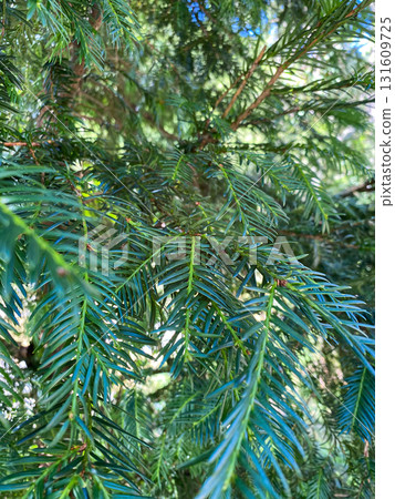 Closeup of Evergreen Conifer Branch with Green Needles Closeup of Evergreen Conifer Branch with Green Needles 131609725