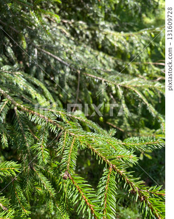 Macro Shot of Coniferous Tree Twig in Forest Nature Macro Shot of Coniferous Tree Twig in Forest Nature 131609728