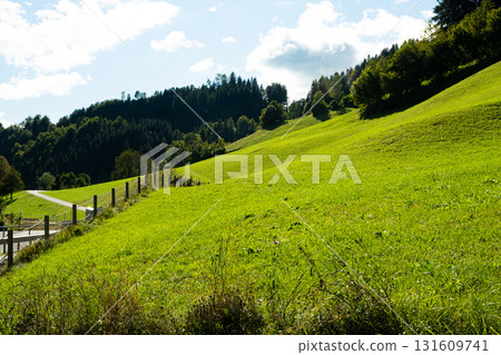 A valley in the Alps, a perfect lawn flooded with light and a coniferous forest A valley in the Alps, a perfect lawn flooded with light and a coniferous forest 131609741