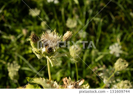 Fresh Green Alpine Herbal Flora in Nature Landscape. 131609744