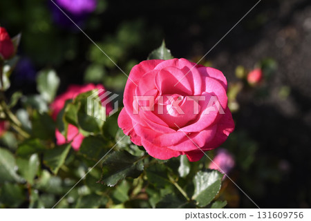 A bright red rose in a summer garden. A large red rose bud. A rosebud. A bright red rose in a summer garden. A large red rose bud. A rosebud. 131609756