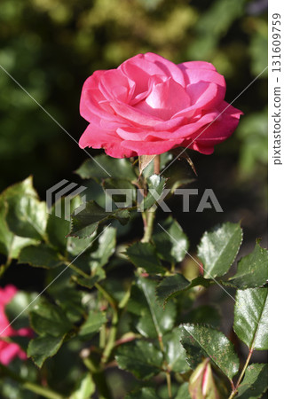 A bright red rose in a summer garden. A large red rose bud. A rosebud. 131609759