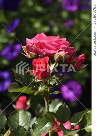 A bright red rose in a summer garden. A large red rose bud. A rosebud. A bright red rose in a summer garden. A large red rose bud. A rosebud. 131609760