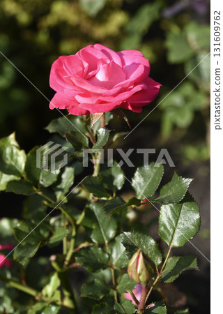 A bright red rose in a summer garden. A large red rose bud. A rosebud. A bright red rose in a summer garden. A large red rose bud. A rosebud. 131609762