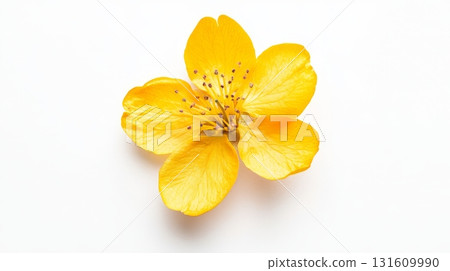 Bright yellow apricot blossom from above shows delicate petals and intricate stamen, celebrating nature's beauty Bright yellow apricot blossom from above shows delicate petals and intricate stamen, celebrating nature's beauty 131609990