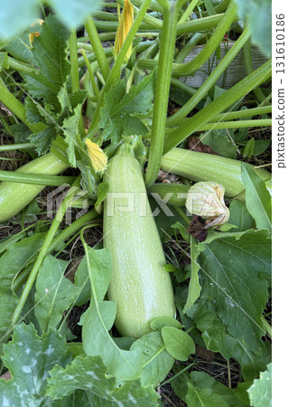 Zucchinis growing in a garden bed. Close-up. 131610186