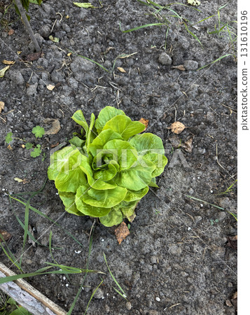 Leaf lettuce growing in a garden bed. Shot from above. Leaf lettuce growing in a garden bed. Shot from above. 131610196