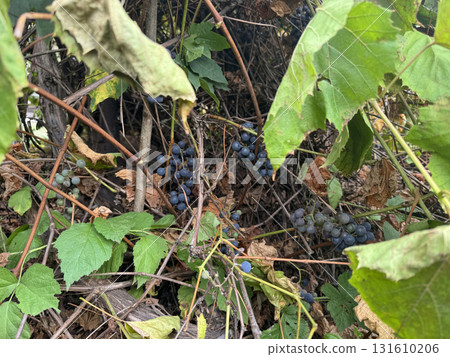 A grapevine damaged by the first frost. Living and dead grape leaves. Among the leaves, ripe clusters are visible. A grapevine damaged by the first frost. Living and dead grape leaves. Among the leaves, ripe clusters are visible. 131610206