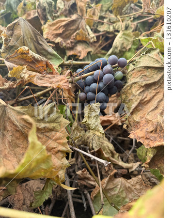 A grapevine damaged by the first frost. Living and dead grape leaves. Among the leaves, ripe clusters are visible. 131610207