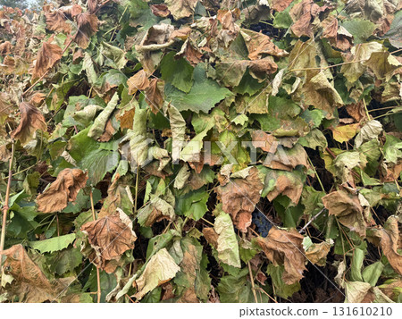 A grapevine damaged by the first frost. Living and dead grape leaves. A grapevine damaged by the first frost. Living and dead grape leaves. 131610210