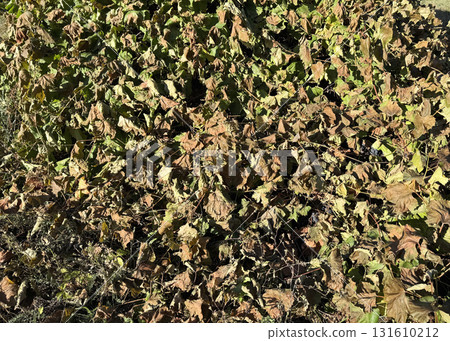 A grapevine damaged by the first frost. Living and dead grape leaves. A grapevine damaged by the first frost. Living and dead grape leaves. 131610212