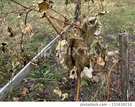 A grapevine damaged by the first frost. Dead grape leaves. Close-up. 131610218