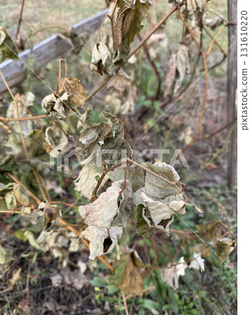 A grapevine damaged by the first frost. Dead grape leaves. 131610220