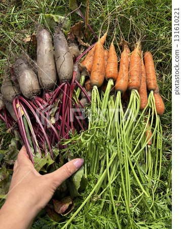 A woman is placing a harvested crop of carrots and beets on the grass. Close-up. A woman is placing a harvested crop of carrots and beets on the grass. Close-up. 131610221
