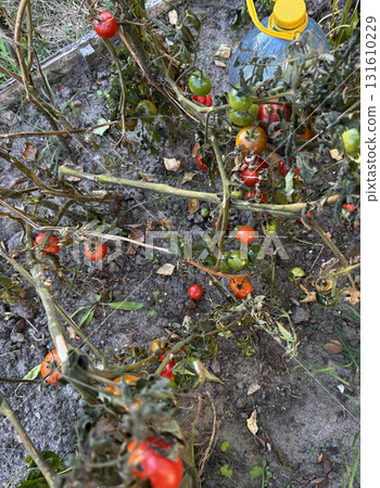 Red and green tomatoes on a bush in a garden bed. The tomato leaves have wilted from the first frost. 131610229