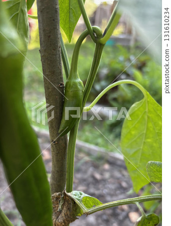 Sweet pepper growing in a garden bed. The pepper is green. Sweet pepper growing in a garden bed. The pepper is green. 131610234