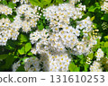 oak-leaved spiraea in the garden in spring. Spiraea blooms beautifully with white flowers 131610253