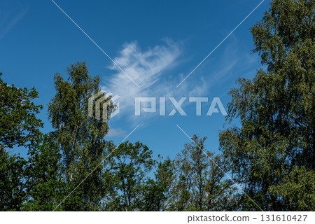 white wind blown clouds in a blue sky white wind blown clouds in a blue sky 131610427
