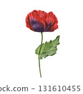 Red poppy floral botanical flowers. Isolated poppies illustration element 131610455