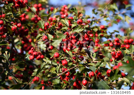Red hawthorn Crataegus berries and green leaves in hedgerow 131610495