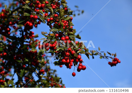 Red hawthorn berries and green leaves in a hedgerow 131610496