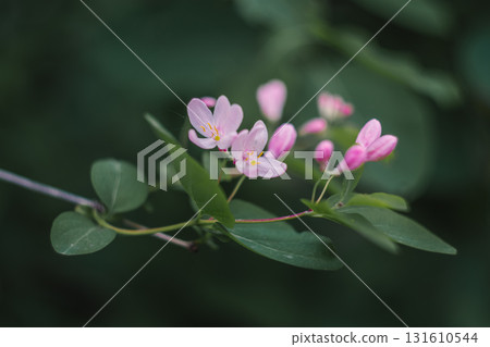 A delicate pink acacia flower on a branch 131610544