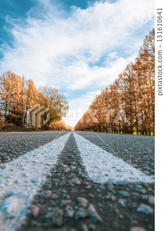 A road with yellowed larches along it in autumn A road with yellowed larches along it in autumn 131610641