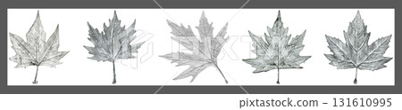Sycamore tree leaf hand drawn, black and white lead pencil drawing collage Sycamore tree leaf hand drawn, black and white lead pencil drawing collage 131610995