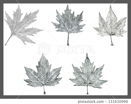 Sycamore tree leaf hand drawn, black and white lead pencil drawing collage Sycamore tree leaf hand drawn, black and white lead pencil drawing collage 131610998
