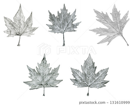Sycamore tree leaf hand drawn, black and white lead pencil drawing collage 131610999