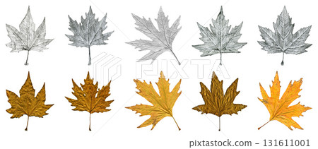 Sycamore tree leaf hand drawn, black and white lead pencil drawing, natural dry plane leaves collage 131611001