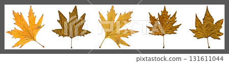 Sycamore autumn leaf collage, autumn leaf of plane tree different colors, isolated on white background Sycamore autumn leaf collage, autumn leaf of plane tree different colors, isolated on white background 131611044