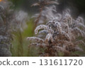 Autumn forest plants with soft focus and watercolor bokeh 131611720