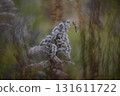 Autumn forest plants with soft focus and watercolor bokeh 131611722