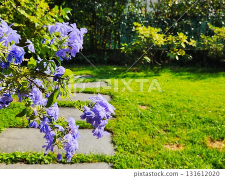 Wisteria Blossoms over Stone Garden 131612020