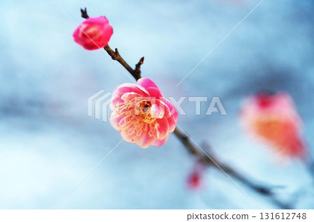 Plum blossoms blooming under the cold sky, pale pink double-flowered flowers Plum blossoms blooming under the cold sky, pale pink double-flowered flowers 131612748