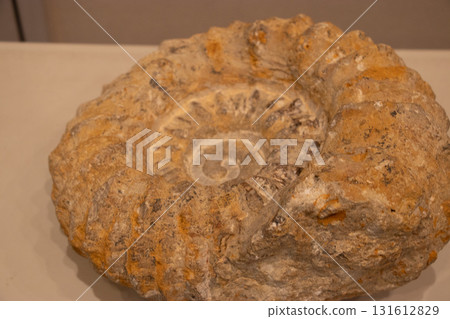 亞捫人化石 131612829