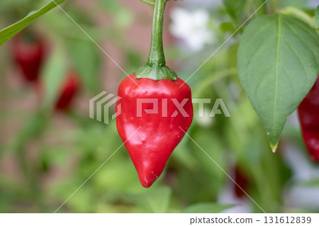 Asagase chilies 131612839