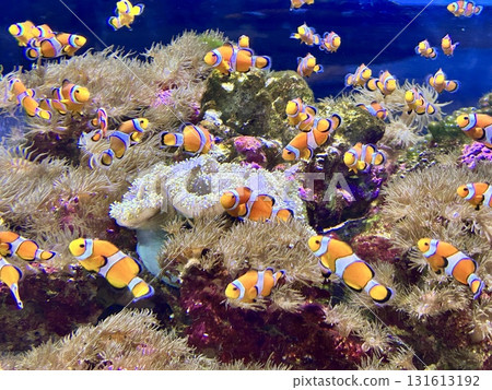 小丑魚水族館 小丑魚水族館 131613192
