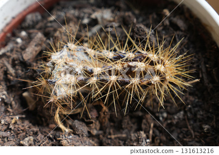 A dried out, diseased cactus that was poorly cared for. 131613216