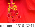 芙蓉花特寫花心圖形素材 131613241