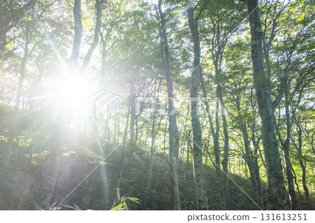 A scene of sunlight shining through the fresh green forest at Oyama Kyoganari A scene of sunlight shining through the fresh green forest at Oyama Kyoganari 131613251