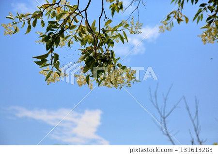 Refreshing dogwood flowers in full bloom, shining against the blue sky 131613283