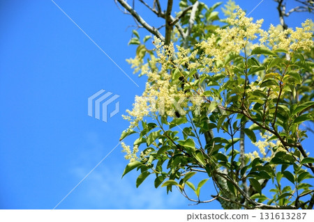 清新的山茱萸花盛開 131613287