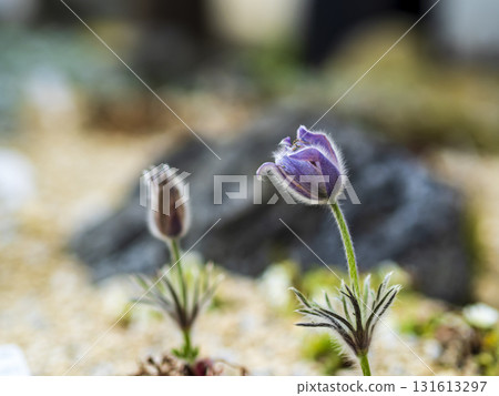 Pulsatilla japonica, a sign of spring 131613297