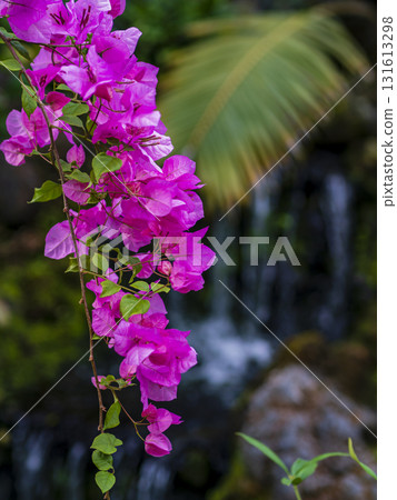 Vividly blooming tropical flowers Vividly blooming tropical flowers 131613298
