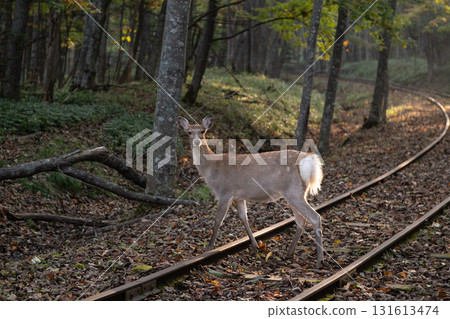 Deer walking on the railroad tracks 131613474