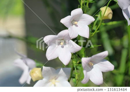 Seven Autumn Herbs: White Bellflower Seven Autumn Herbs: White Bellflower 131613484