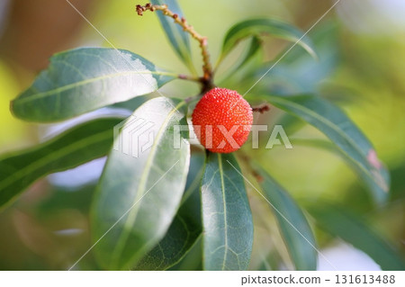 可愛的楊梅果實 可愛的楊梅果實 131613488